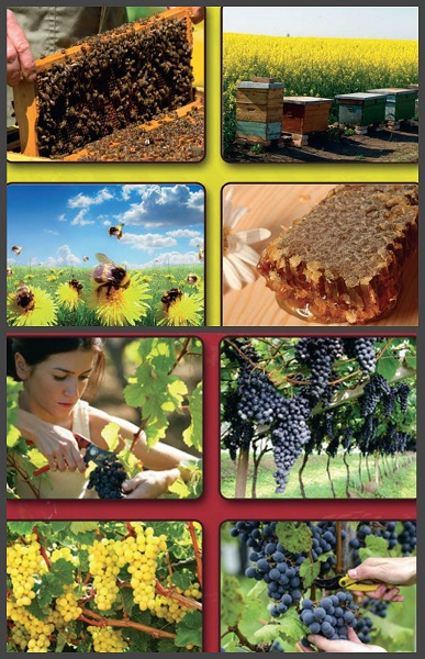 Серия - Подворье